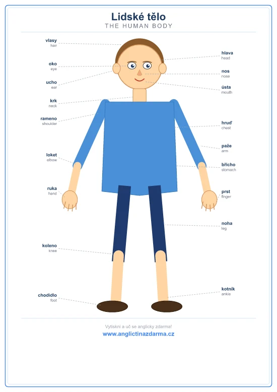 Výukový obrázek: části lidského těla anglicky — head, eye, nose, mouth, arm, hand, leg, foot